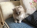 British Longhair Chocolate Point Yaramazlarım