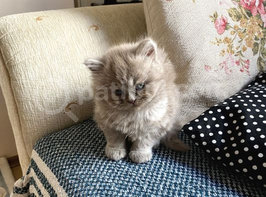 British Longhair Chocolate Point Yaramazlarım görsel