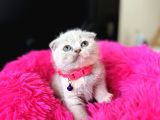 Scottish Fold Lilac Rengi Yavrular