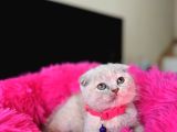 Scottish Fold Lilac Rengi Yavrular