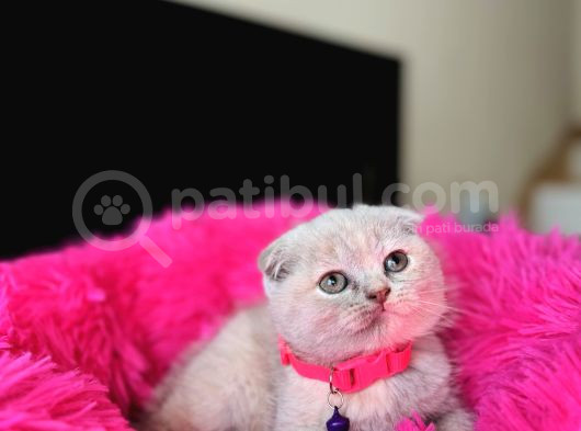 Scottish Fold Lilac Rengi Yavrular