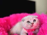 Scottish Fold Lilac Rengi Yavrular
