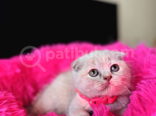 Scottish Fold Lilac Rengi Yavrular görsel