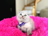 Scottish Fold Lilac Rengi Yavrular