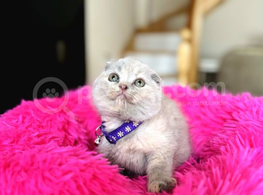 Scottish Fold Lilac Rengi Yavrular görsel