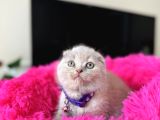 Scottish Fold Lilac Rengi Yavrular