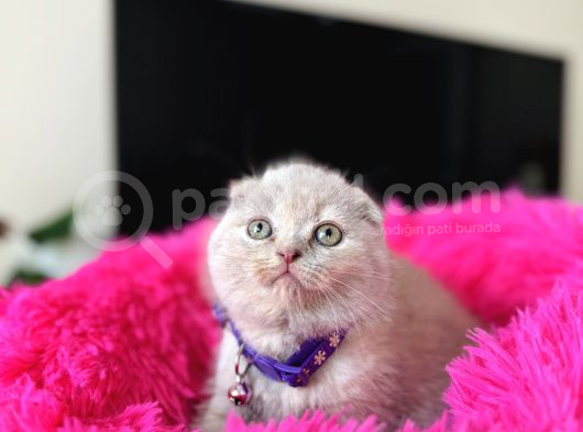 Scottish Fold Lilac Rengi Yavrular görsel
