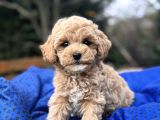 ORJİNAL MALTİPOO  YAVRUMUZ