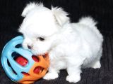 KORE MALTESE YAVRULAR 350gr 10cm