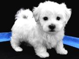 Kore Maltese Yavrular 350Gr 10Cm