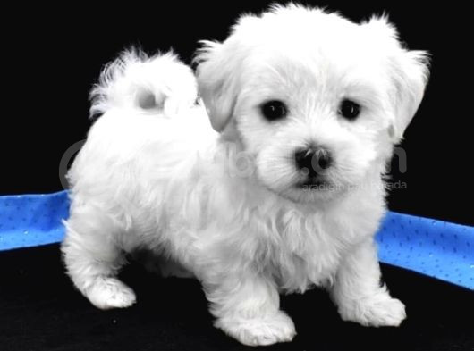 Kore Maltese Yavrular 350Gr 10Cm görsel