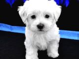 Kore Maltese Yavrular 350Gr 10Cm