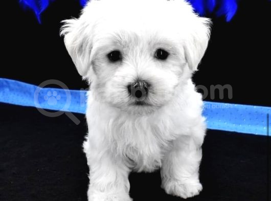 Kore Maltese Yavrular 350Gr 10Cm görsel