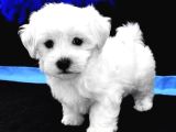 Kore Maltese Yavrular 350Gr 10Cm