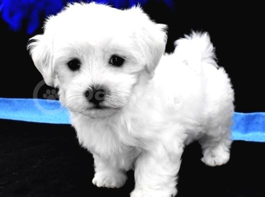 Kore Maltese Yavrular 350Gr 10Cm görsel