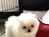 Yavru Pomerian Boo
