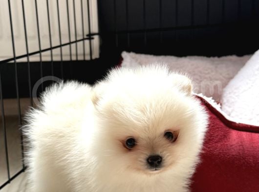 Yavru Pomerian Boo görsel