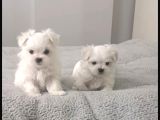 KORE MALTESE YAVRULAR 350 gr 10cm