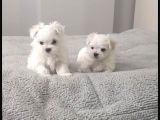 Kore Maltese Yavrular 350 Gr 10Cm