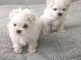 Kore Maltese Yavrular 350 Gr 10Cm