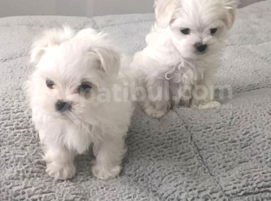 Kore Maltese Yavrular 350 Gr 10Cm görsel