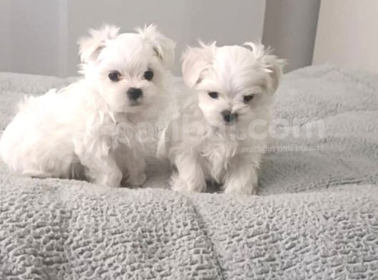 Kore Maltese Yavrular 350 Gr 10Cm görsel
