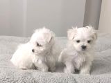 Kore Maltese Yavrular 350 Gr 10Cm