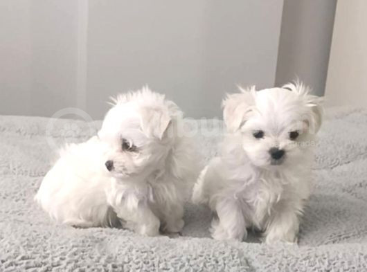 Kore Maltese Yavrular 350 Gr 10Cm görsel