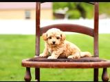 Maltipo cinsi yavrular kahve tonlu mini boy puppy