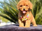 Kıpkırmızı Red Tooy Poodle Sevimli Yavrular 