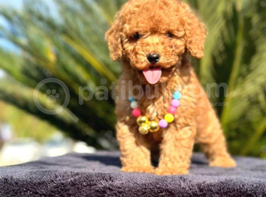 Kıpkırmızı Red Tooy Poodle Sevimli Yavrular  görsel