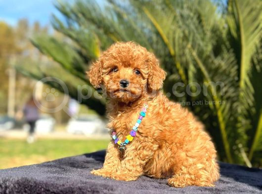 Red Braw Kıpkırmızı Ev Üretimi Tooy Poodle 