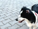 8 Aylık Köpeğimi Sahiplendiriyorum