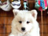 Üst Kalite Samoyed Yavrular