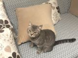 Ücretsiz cins kedi