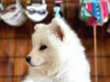 Üst Kalite Samoyed Yavrular