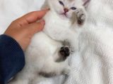 2 Aylık Olmak Üzere Yavrumuz