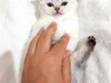 2 Aylık Olmak Üzere Yavrumuz