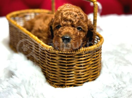Dişi Ve Erkek Red Ve Apricot Toypoodle görsel