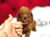 Dişi ve Erkek Red ve Apricot ToyPoodle