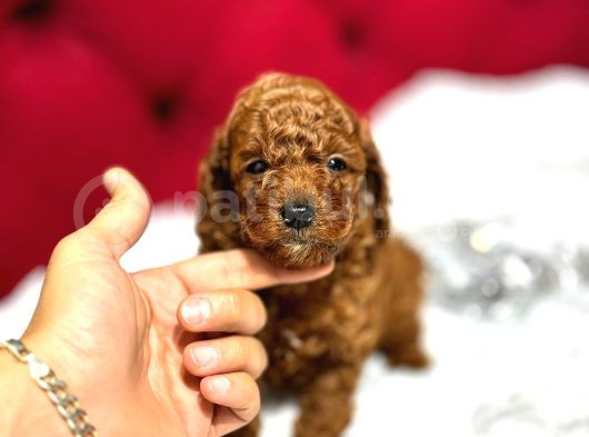Dişi Ve Erkek Red Ve Apricot Toypoodle