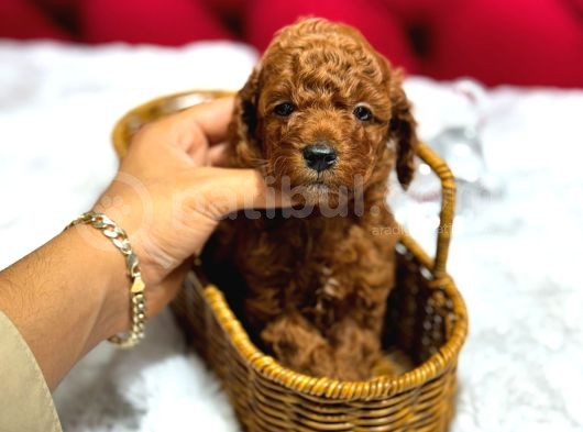 Dişi Ve Erkek Red Ve Apricot Toypoodle görsel
