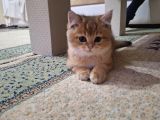 British Shorthair Golden Yavru