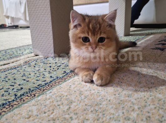 British Shorthair Golden Yavru görsel