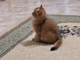 British Shorthair Golden Yavru