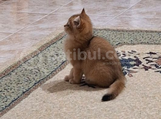 British Shorthair Golden Yavru görsel