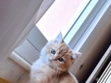 British shorthair golden yavru