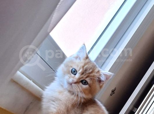 British Shorthair Golden Yavru