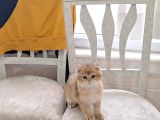 British Shorthair Golden Yavru