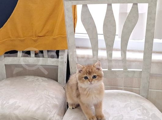 British Shorthair Golden Yavru görsel
